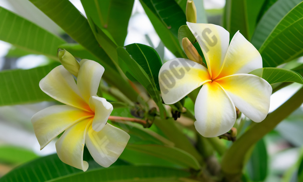 Your Free Stock Photo Haven - Chompa flower tree