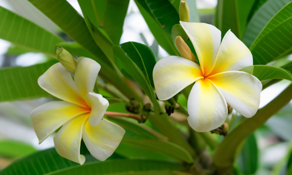 Your Free Stock Photo Haven - Chompa flower tree