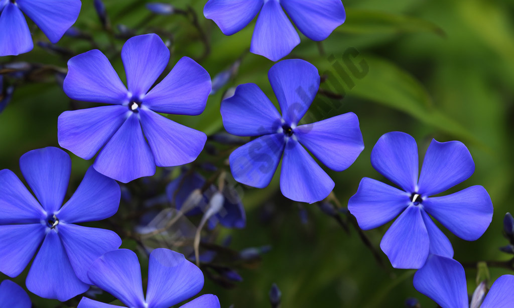 Your Free Stock Photo Haven - Phlox Roots Blue Paradise